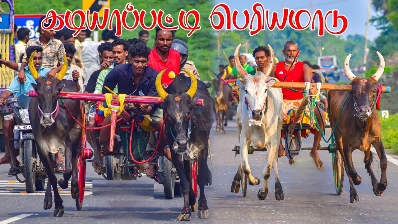 ⭕LIVE|கடியாபட்டு பெரியமாடு 25,023ஆயிரம் யாருக்கு??|Kadiyapatti periyamaadu நேரலை 2026