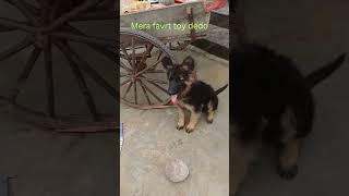 Mera favrt toy dedo #mrmax #germanshepherd #lovemaxlife #dogshortscute #funny #dogfun #pets  #gsds