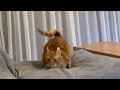 ボインボインしちゃう猫 Landing and bouncing cat