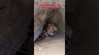 sibelo melahirkan di dalam goa #fedshorts #anjing #berpetualangdihutan #doglovers