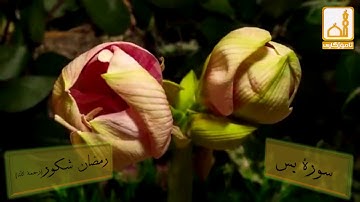ماموستا  رمضان شكوررحمة الله   (سورة يس     )
