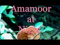 Amamoor Winter Nights.