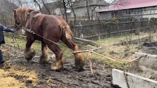 Коні ваговози💣Лісабон та Лиса показують суперову пробу🔥Кобила на продажу👍Оце проба☄️🫣🐴