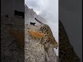 Snow Leopard vs. House Cat... on a Steep Cliff! The Ending is INSANE. 💥 #wildlife #snowleopards #cat