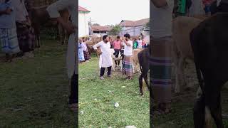 How Can You Not Fight If You Go?