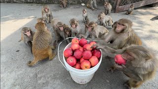 Fruits combo to monkeys || feeding apple and papaya to monkeys and keema mix to street dogs