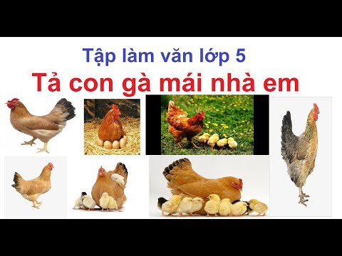 Video Tả con gà mái nhà em | Tập làm văn lớp 5 - youtube
