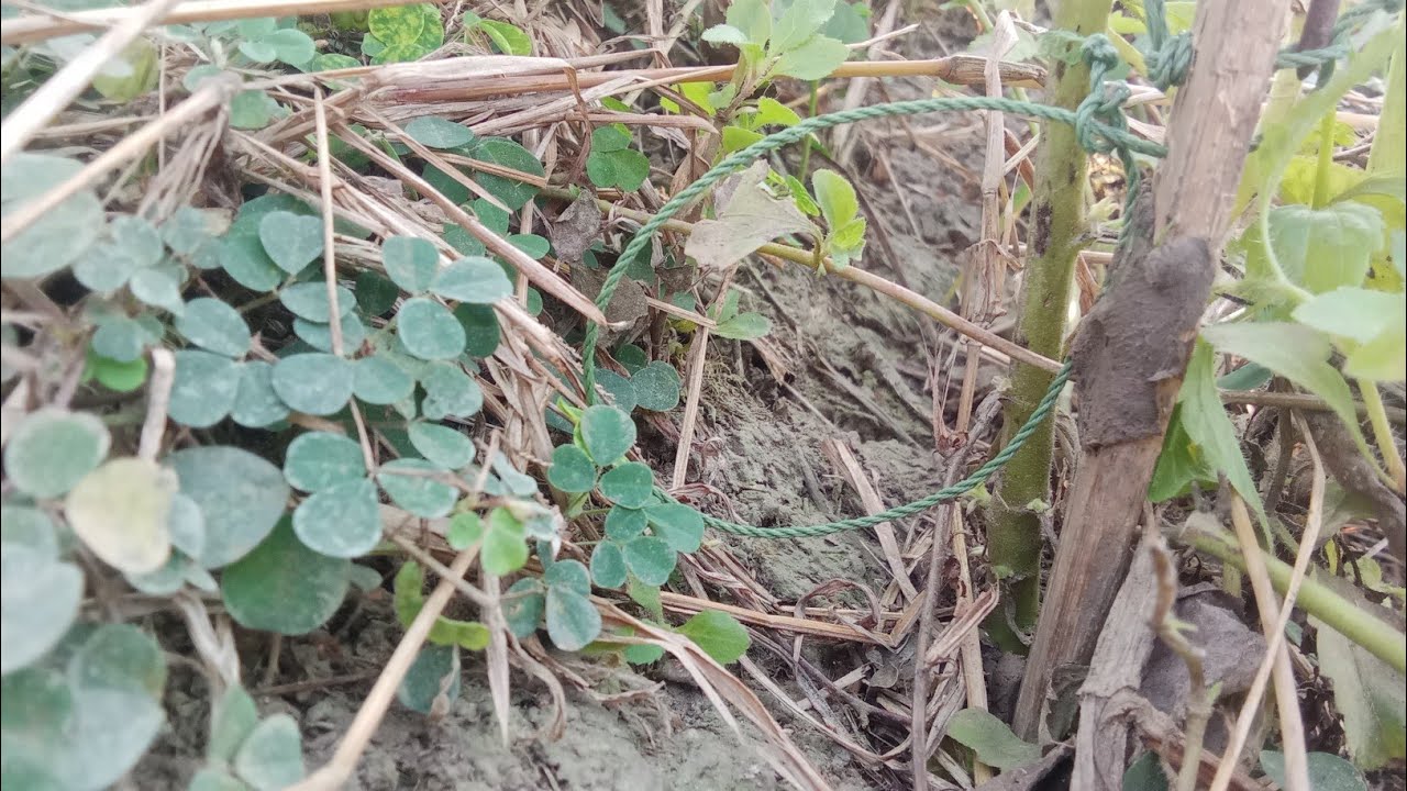 ក្ដៅណាស់ចេញដាក់អន្ទាក់កណ្ដុរល្ងាច