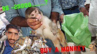 Buy A Monkey Baby 🐒| In Lahore Pakistan #hamza | Hamza Sidhu Vlogs