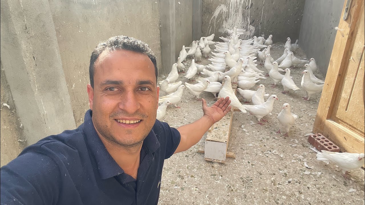 لايفوتك فيديو أقوي مزرعة حمام لاحم فرنسي الحمام اشتغل بعد شهر واحد بس مع /خالد الفخراني 01069104196