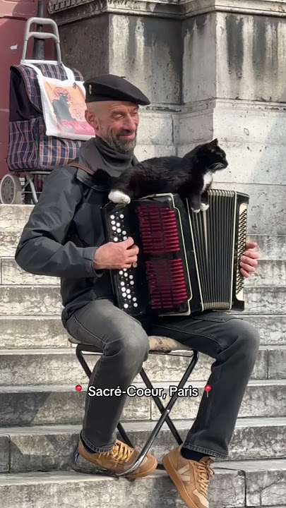 The French AccordiCat 🐾🐈‍⬛ #French #Cat #Humor