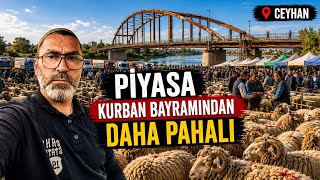 12.06.2026 KURBANDAN DAHA PAHALI BİR PAZAR #kurbanlık #yavruhayvanlar #toklu #koyun #kuzu #keçi