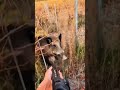 икая охота на кабана Один выстрел073#дикийкабан#русскаяохота#boarhunting#wildboar#huntinglife#nature