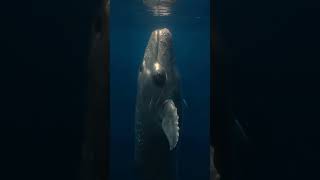 Sperm whales sleep vertically, bobbing like silent monoliths just below the surface | Stay Out of My