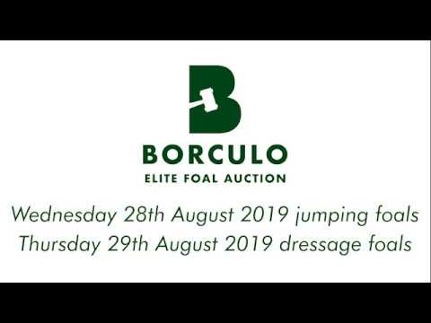 2019 collection | Dressage foals - Commercial Borculo Elite Foal Auction 2019