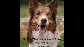 My Free Man Van De Hartenhoeve - Weave Training