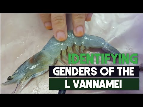 Video: Uzgoj muških i ženskih gurmana: kako identificirati spol
