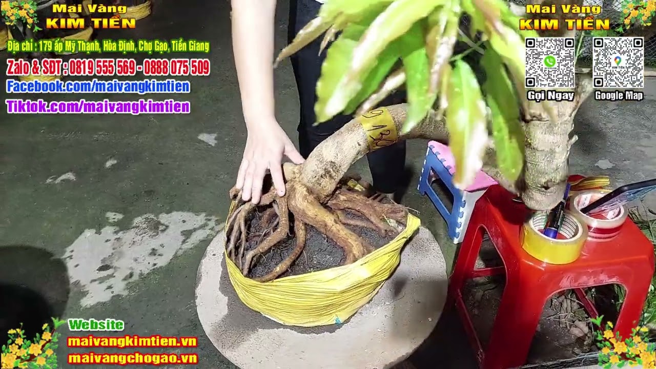 Phôi Mai Thủ Đức Giá Rẻ Bao Ship Bao Sống Toàn Quốc - Mai Vàng Kim Tiền Chợ Gạo