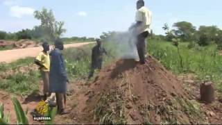 South Sudan witnessing alarming rise in deforestation