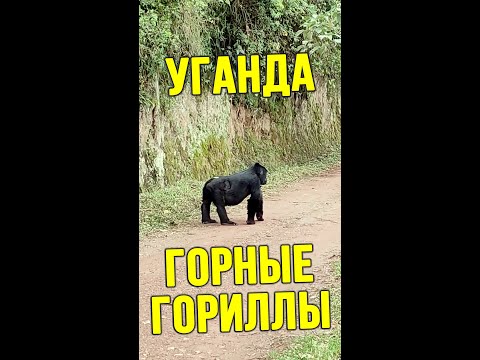 Видео: Непроходимый национальный парк Бвинди: полное руководство