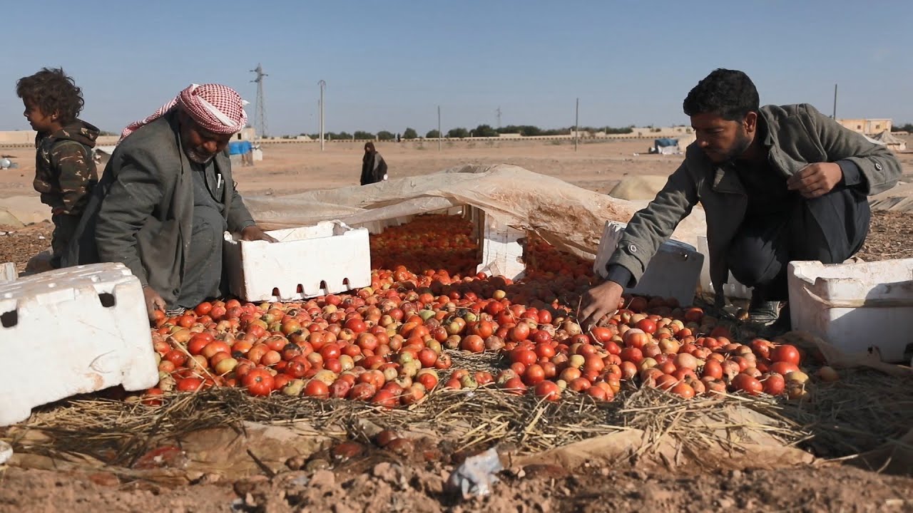 البندورة المخزنة مشروع زراعي يوفر فرص العمل لعشرات الأسر في الرقة