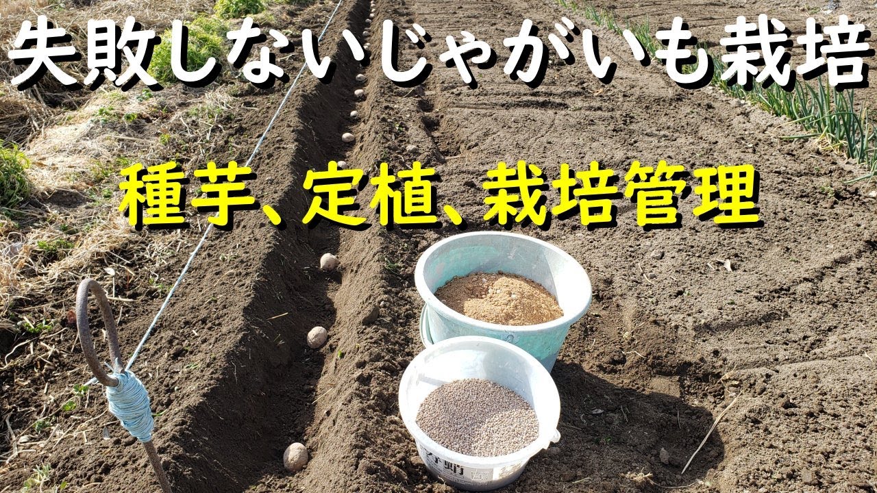 失敗しないじゃがいも栽培、マルチをする？しない？【種芋づくり、定植、栽培管理】