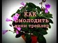 Как омолодить фиалку мини трейлер.