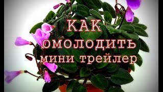 Как омолодить фиалку мини трейлер.