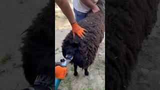 Best sheep transformation ever 🔥