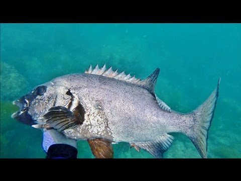 銛　素潜り　魚　魚つき 魚突き - YouTube