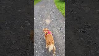 Gassi mit Kokoni Hund in Abertamy Tschechien by Kokooooniii - Mustang TV  68 views 10 months ago 3 minutes, 58 seconds