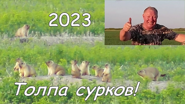 Охота на сурка 2023 в Оренбургской области. Толпа сурков!