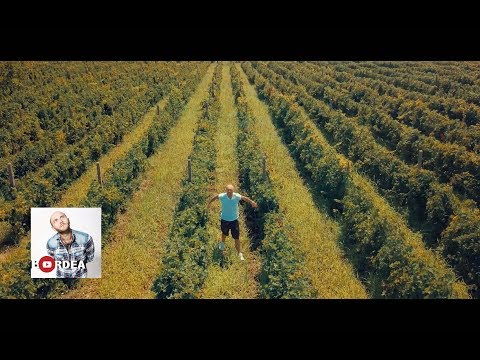 Special Bordea | In Vino Veritas | promo