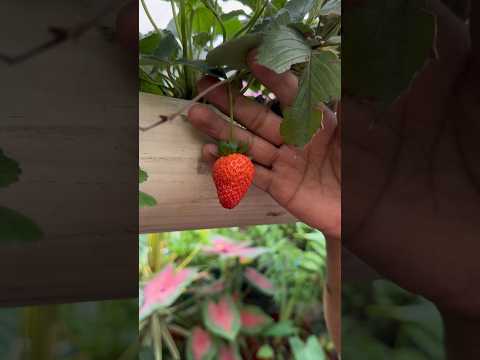 Video: Plantas de geranio de fresa: consejos para cultivar geranio de fresa