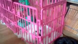 I bought a dog yesterday in South Korea. This is a poodle. The conv...