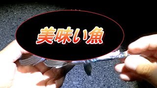 バチ抜けシーズンはあの美味しい魚も高活性