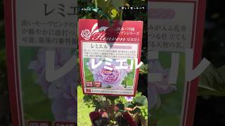 レミエル 2026年6月14日バラの沼。今年買った25品種紹介
