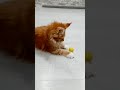 Забавные приключения рыжего котенка мейн-кун Оливии: шариковая охота!