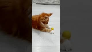 Забавные приключения рыжего котенка мейн-кун Оливии: шариковая охота!