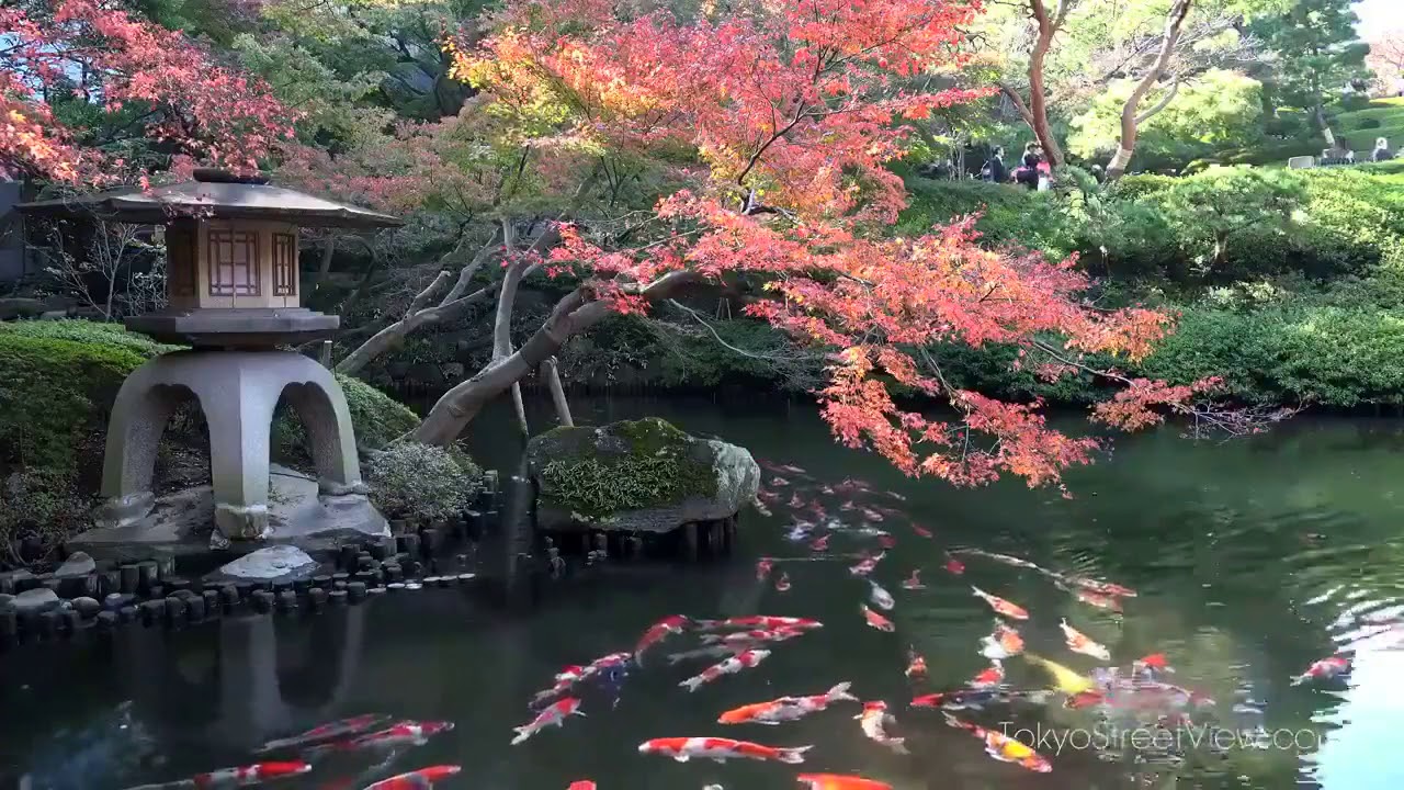 KOI Wallpaper Engine YouTube