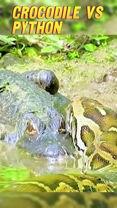 crocodile vs python #shorts #crocodiles #pyton - YouTube