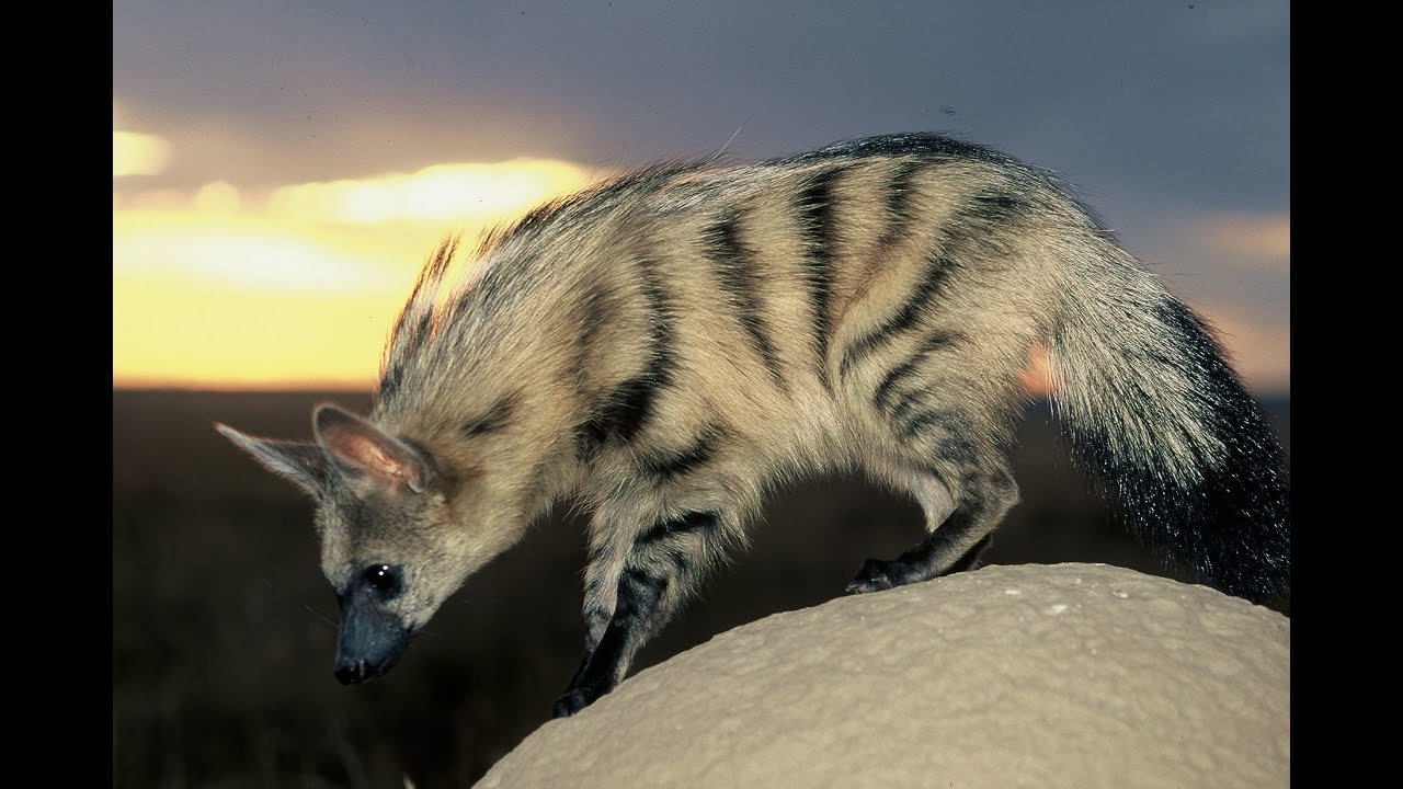 Hyena (Animal) Proteles cristata: La hiena que quiso ser vegetariana