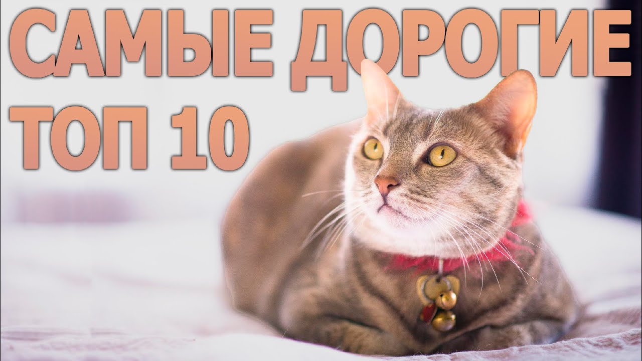 Топ 10 самых дорогих кошек в мире - YouTube