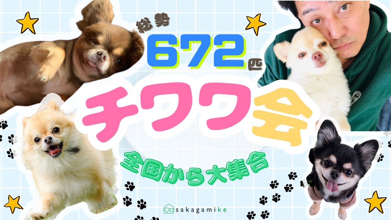 【総勢672匹❗️全国チワワ会🐾】全国よりご応募いただいた、チワワちゃんをご紹介✨