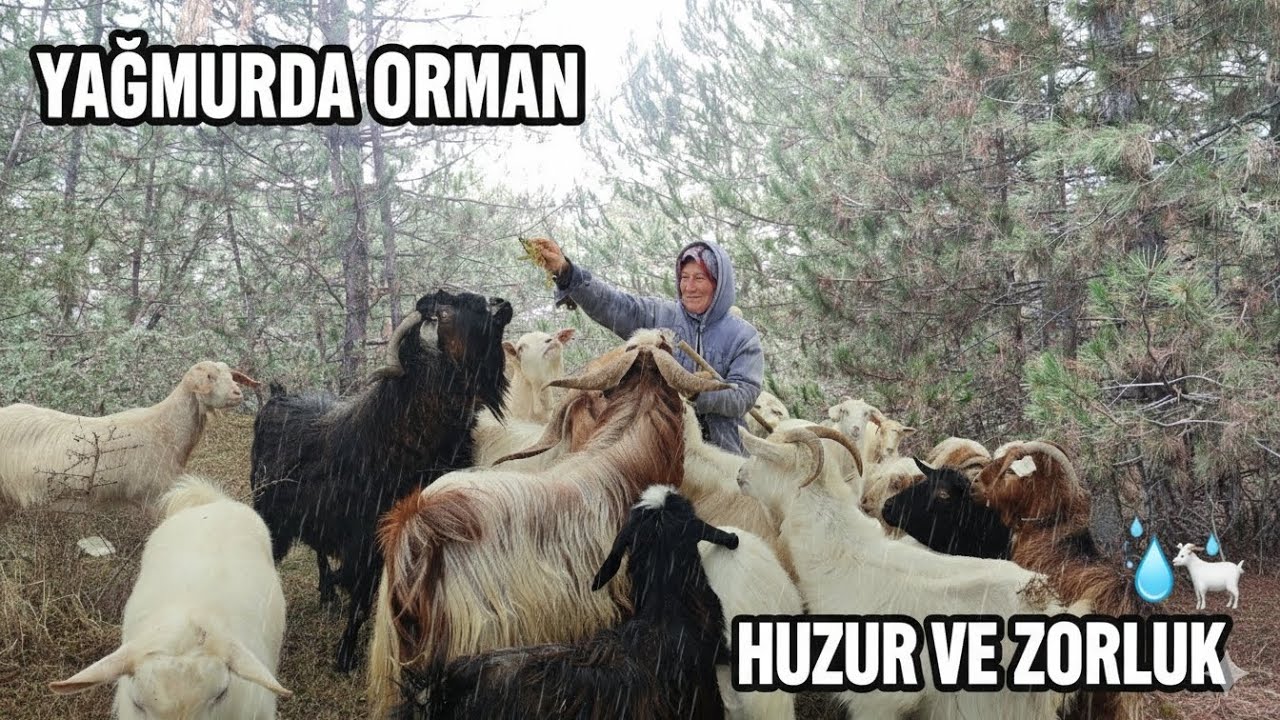 Yağmurda Ormanın Derinliklerine Gittik: Annemle Keçi Otlatma Günlüğü #kökvetoprak #köyhayatı