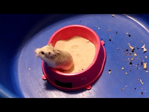 ВСЕ О ХОМЯЧКАХ РОБОРОВСКОГО (УХОД, СОДЕРЖАНИЕ, РАЦИОН ПИТАНИЯ)