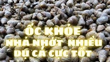 Hướng dẫn ngâm ốc|Ủ ốc–câu-trắm-đen|Ốc khỏe nhả nhớt tốt