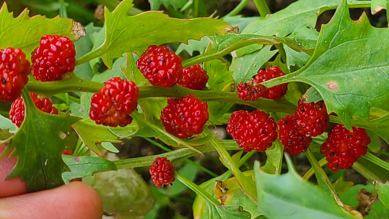 잎은 시금치를 닮고 열매는 딸기를 닮은 #딸기명아주, #시금치딸기, 비트베리, Strawberry Sticks ...