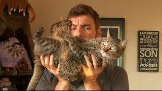 Broken Cats Episode One