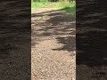 Iguana spotted in Saint Lucia